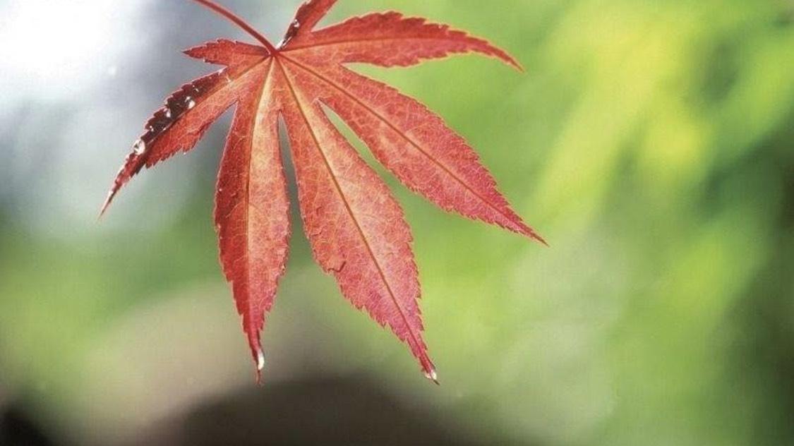 有关冬天你好秋天再见好句的短句子（冬天你好，秋天再见）