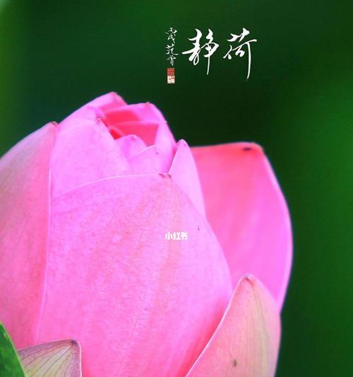 不计较的经典句子（人生不计较）