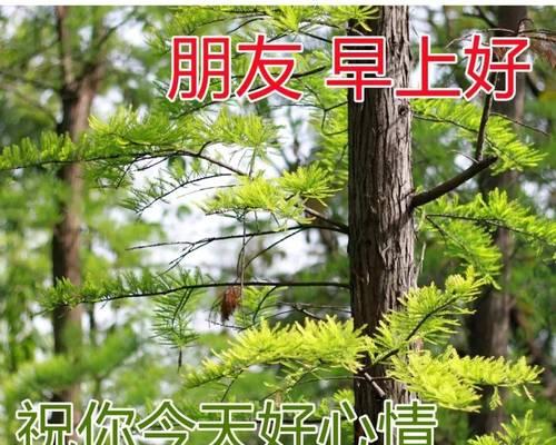 春天的祝福语短语（春天的祝福——欢迎这个美丽的季节到来）