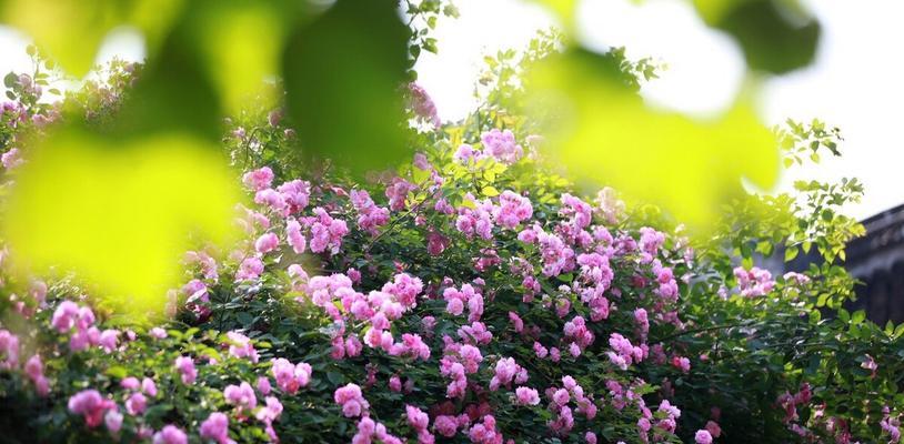 关于初夏的唯美句子的片段（初夏的美好时光）