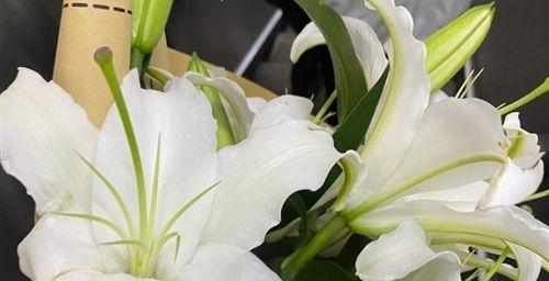 百合花的句子唯美诗句（唯美短句，尽情舞蹈）