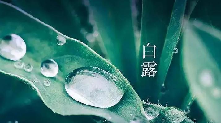 有关关于白露的诗句的好句摘抄（白露之美）