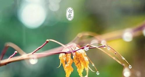 白露祝福语文案（白露送祝福，用唯美的语言传递心意）