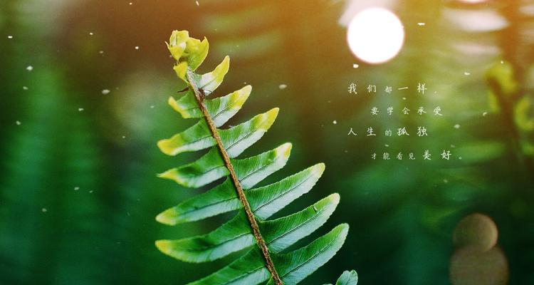 八月你好的说说 心情短语（唯美绝伦）