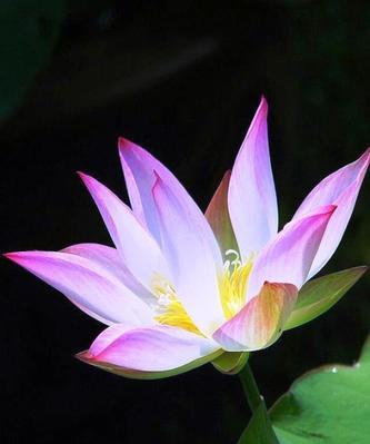 有关搞笑却蕴含哲理的句子的句子有哪些（搞笑中蕴含哲理的25句话）