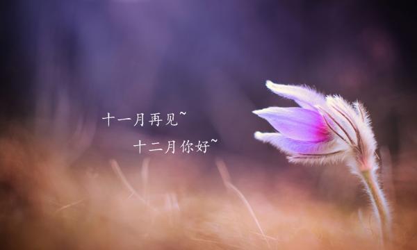 十二月发表的说说（彼岸花开，唯美遇见）