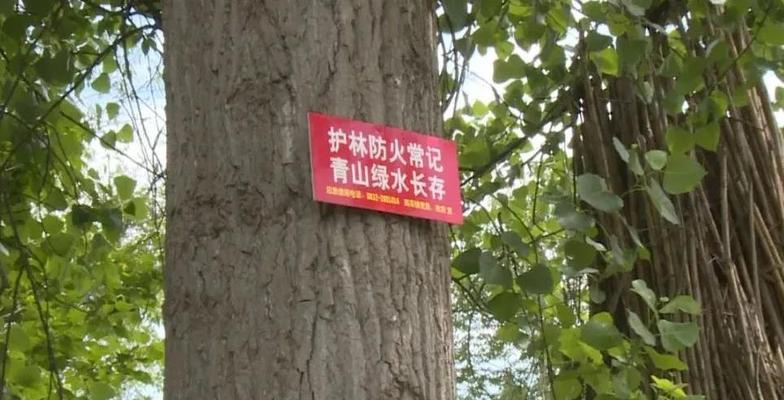 森林防火宣传标语大全2017年（人人有责，共同守护森林）