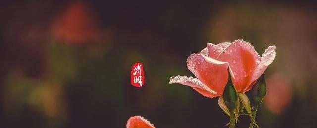 有关四月四号清明节祝福语的句子有哪些（怀念过去）