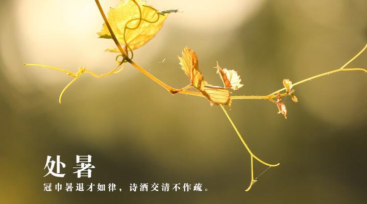 写秋的绝美诗句（秋意渐浓：如何用唯美诗句描绘秋天的美丽？）