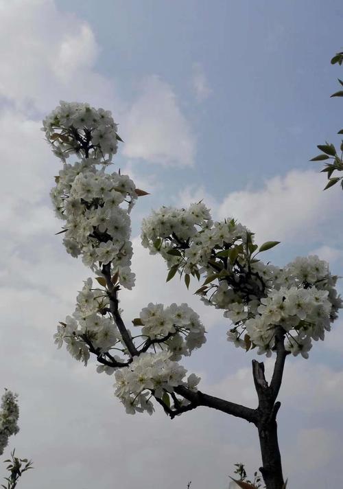 说说花花世界的美,醉人心（人间花境，花开花落）