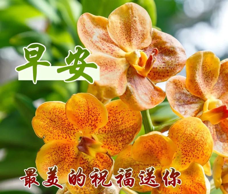 愿老人身体安康的句子（无尽祝福——以愿老人平安健康）