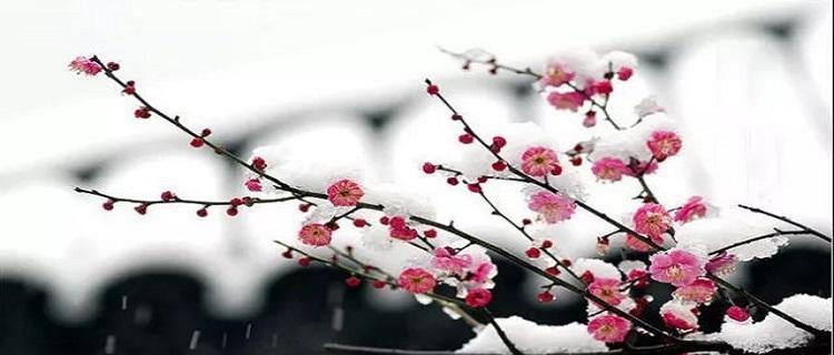 有关写梅花的作文题目（《梅花：花落花开的故事》）