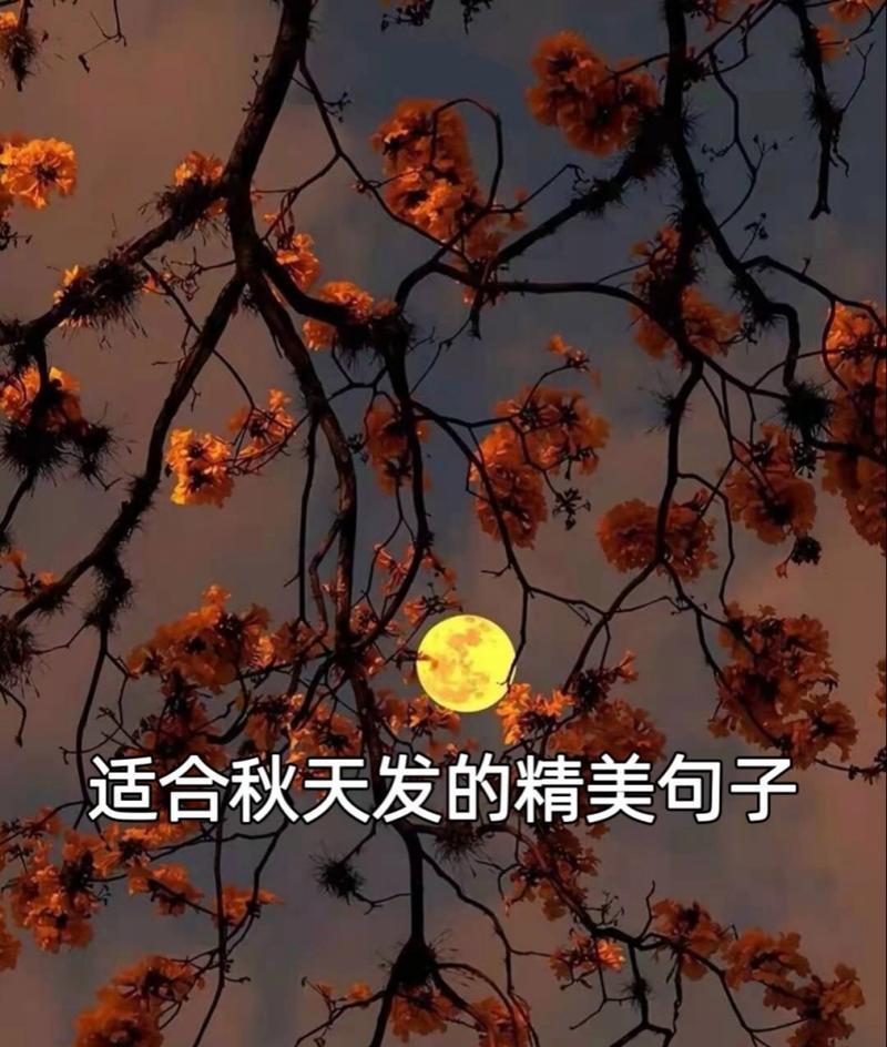 秋天唯美的句子短句子（秋天之美-倾心于秋色）