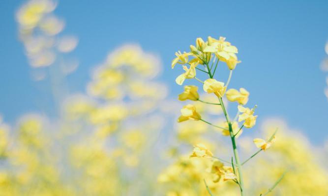 形容天气晴朗的优美句子简短（阳光普照）