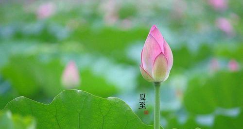 夏至的经典语录（美丽时刻，情感绽放）