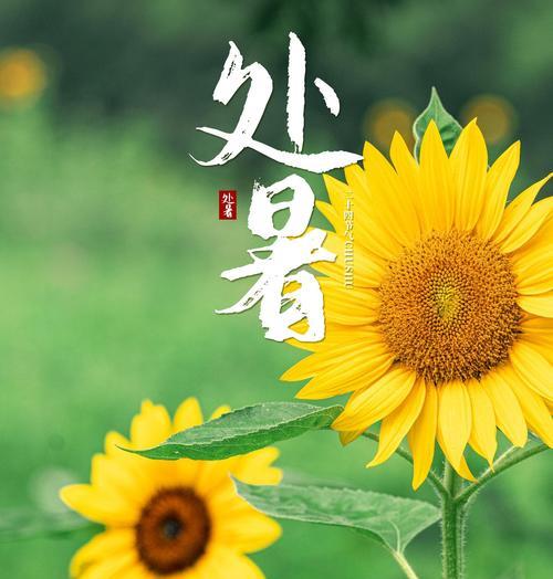 2024处暑节气说说精选（《处暑时节，万物如意》）