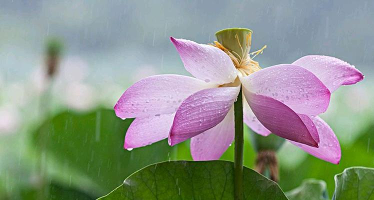 关于雨的经典句子（雨的唯美）