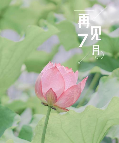 迎接七月的唯美句子（七月美好语录105条）