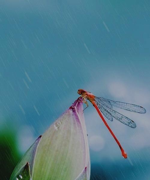 关于听雨的句子摘抄（听雨的唯美句子）