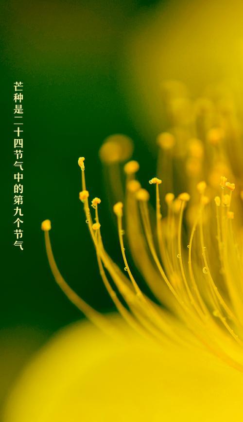 芒种时节问候语（迎接芒种，尽享美好）