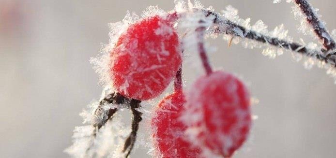 适合霜降发的朋友圈短句（霜降问候美好心愿——25句唯美问候语）