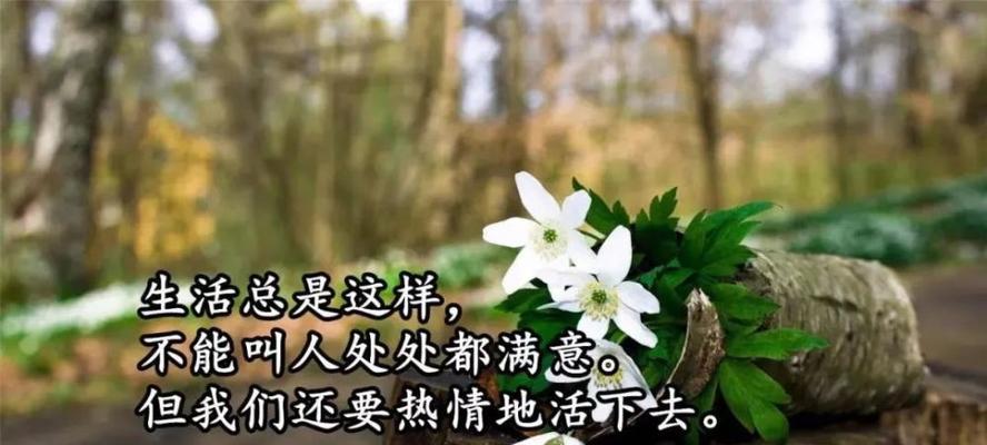 六月适合发朋友圈的句子（六月柔情，瑰丽绽放）