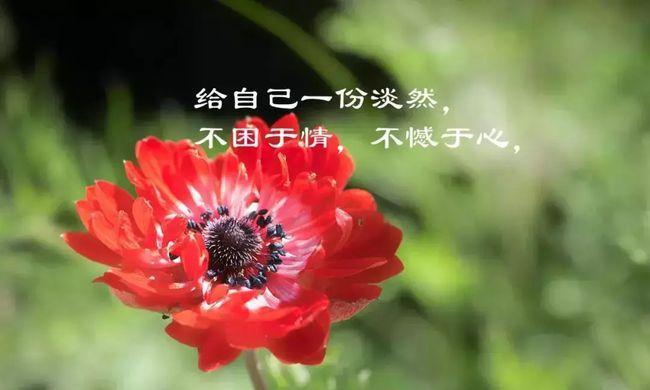关于人生感悟的经典语录（2024，我对人生的领悟）