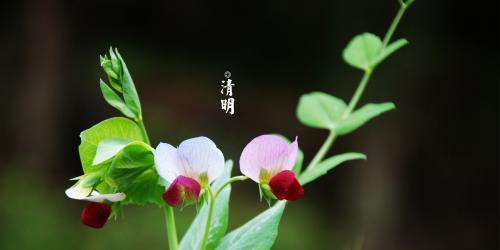 清明节的精美句子（那些曾经的风景，如今是否还在）