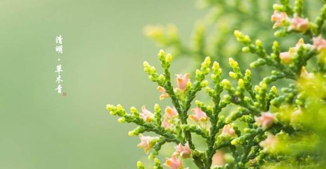 关于清明节的说说经典（清明节短句说说：缅怀先人，感恩生命）