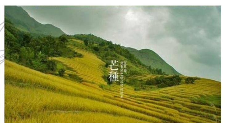关于芒种的文案怎么写（芒种，一个充满生机和活力的节气）