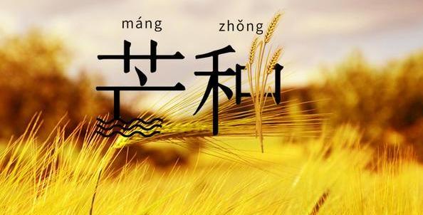 关于芒种的文案怎么写（芒种，一个充满生机和活力的节气）