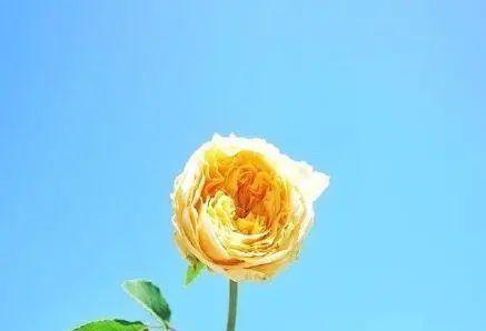 励志心灵鸡汤短句100句（唯美短句）