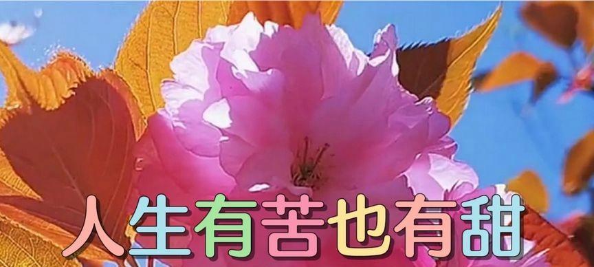 有关人生开心过好每一天的好句子的句子怎么写（开心过好每一天）