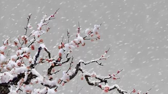 第一场雪怎么写说说（《初雪初心》）