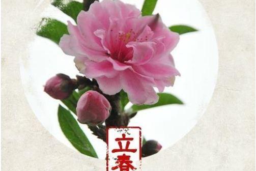 立春的祝福语怎么说（唯美祝福句子，送给你最真诚的祝福）