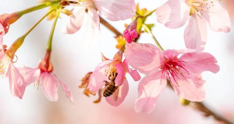 立春节气怎么发说说（万象更新，春意盎然）