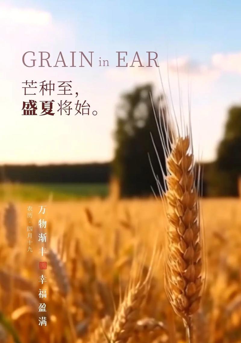 芒种的短句（芒种季节的美丽短语）