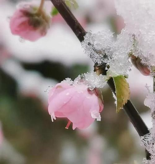 三四月份怎么形容（四月，花开如画，似水晶般晶莹剔透）