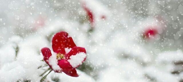 2024年下雪怎么发朋友圈（白茫茫的世界，却有着一份温暖）