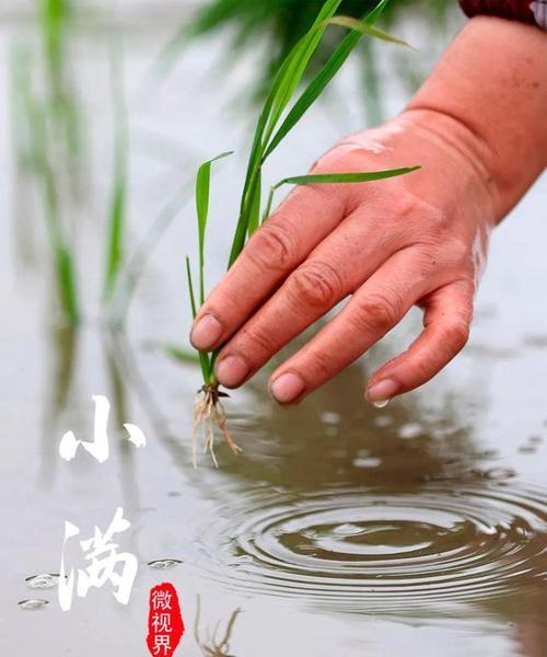 2024年小满节气具体时间（迎接小满，感受生命的瑰丽）