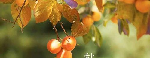 秋分的谚语和含义（探寻秋分节日的文化内涵）