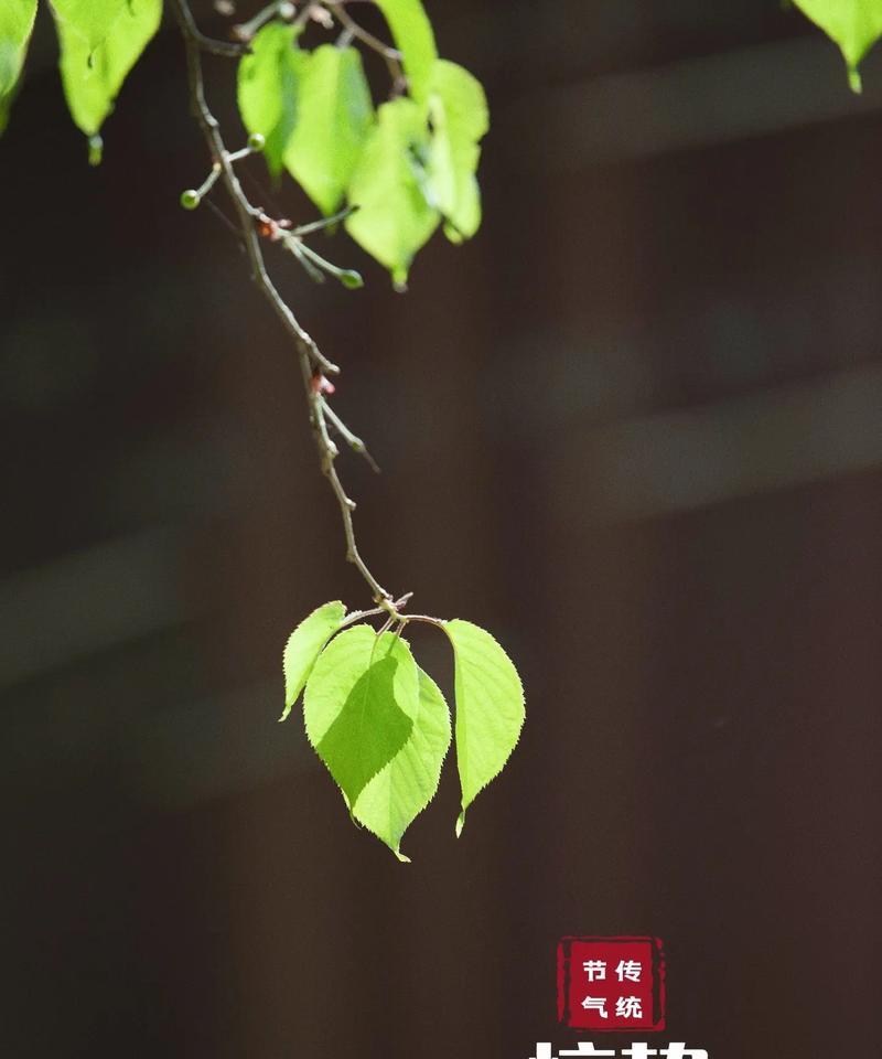 惊蛰季节的祝福短信（惊蛰，春光无限美好）