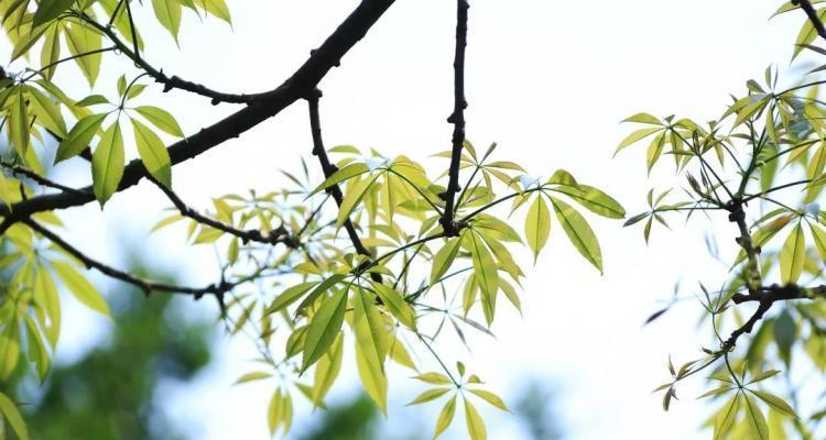 青葱的青春是什么意思（《一场奇妙的邂逅》）