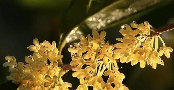 有关八月桂花香的唯美诗句的短句有哪些（缕缕芳香滋润人心）