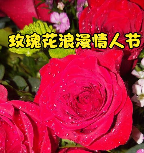 描绘玫瑰花的诗句（玫瑰之美：以诗为笔描绘玫瑰花的瑰丽）