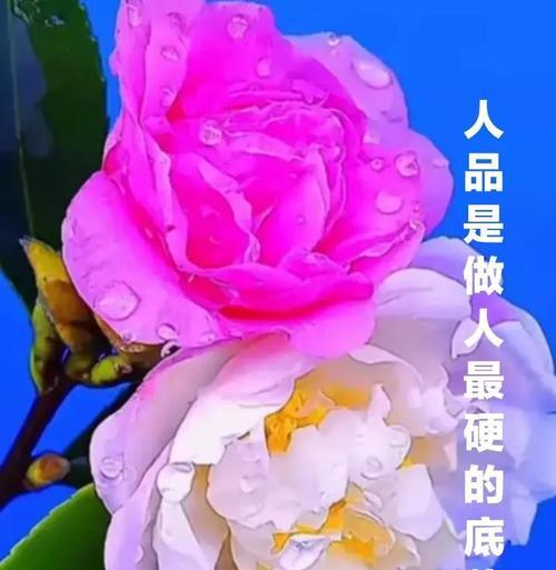 人品道德底线什么意思（以人品为底线，做个唯美的人）