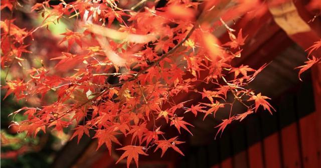 赞美红枫树树的美句（枫叶飘香，情长久长）