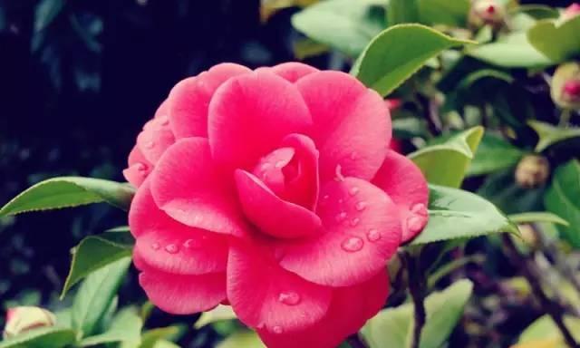 有关赞美茶花的唯美唯美句子的句子摘抄（茶花华美绝伦——以赞美茶花的唯美唯美句子为主题）