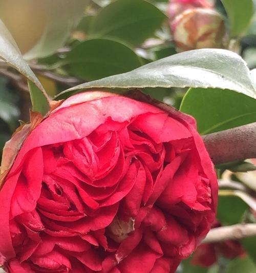 有关赞美茶花的唯美唯美句子的句子摘抄（茶花华美绝伦——以赞美茶花的唯美唯美句子为主题）