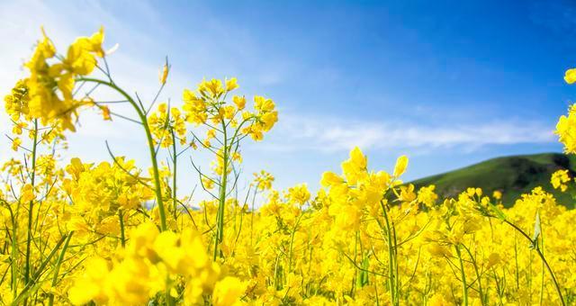 关于油菜花的诗句唯美（油菜花古诗赏析——唯美诗句）